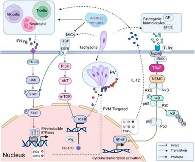 Animal venoms: a novel source of anti-Toxoplasma gondii drug candidates